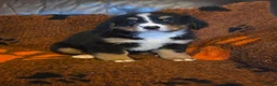 Bernese Mountain Dog dogs for sale: Gorgeous Bernese Mountain Dog Puppies  - Advert 5