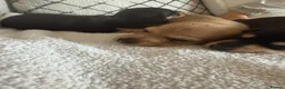 Dachshund dogs for sale: Cream dachshund puppies long hair  - Advert 7