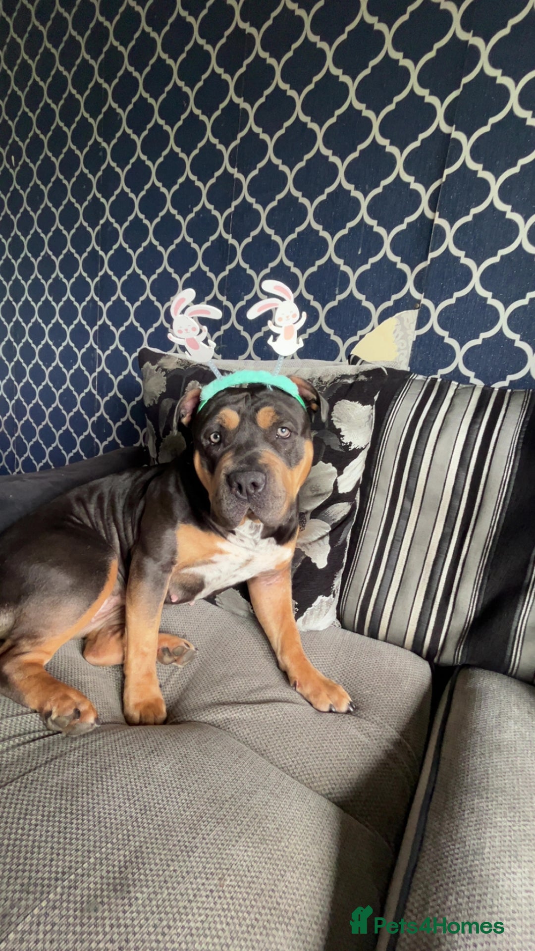 American Bully dogs for sale: American bully for rehoming - Image 2