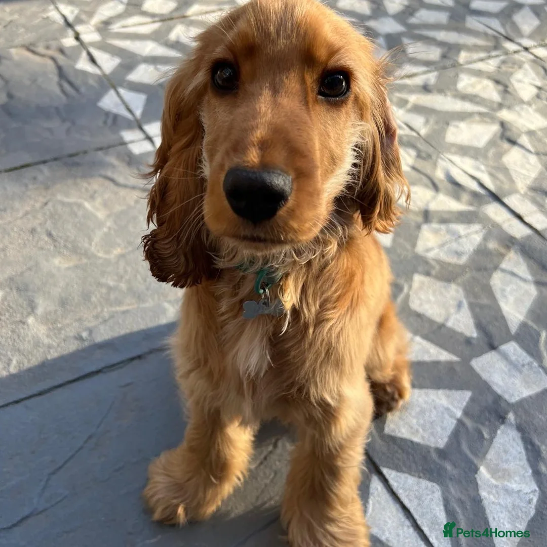 Cocker Spaniel dogs for sale: Active Retired persons ONLY!  - Advert 2