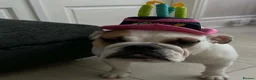English Bulldog dogs for sale: Femaled English/British bulldog white and tan  - Advert 4