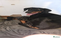 Dobermann dogs for sale: Doberman Pups - Image 1