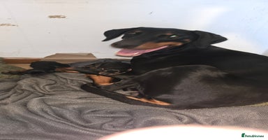 Dobermann dogs - Advert 1