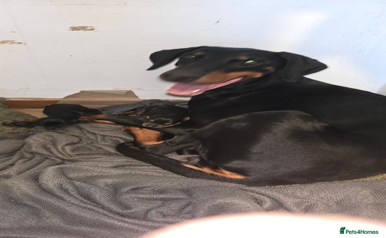 Dobermann dogs - Advert 1