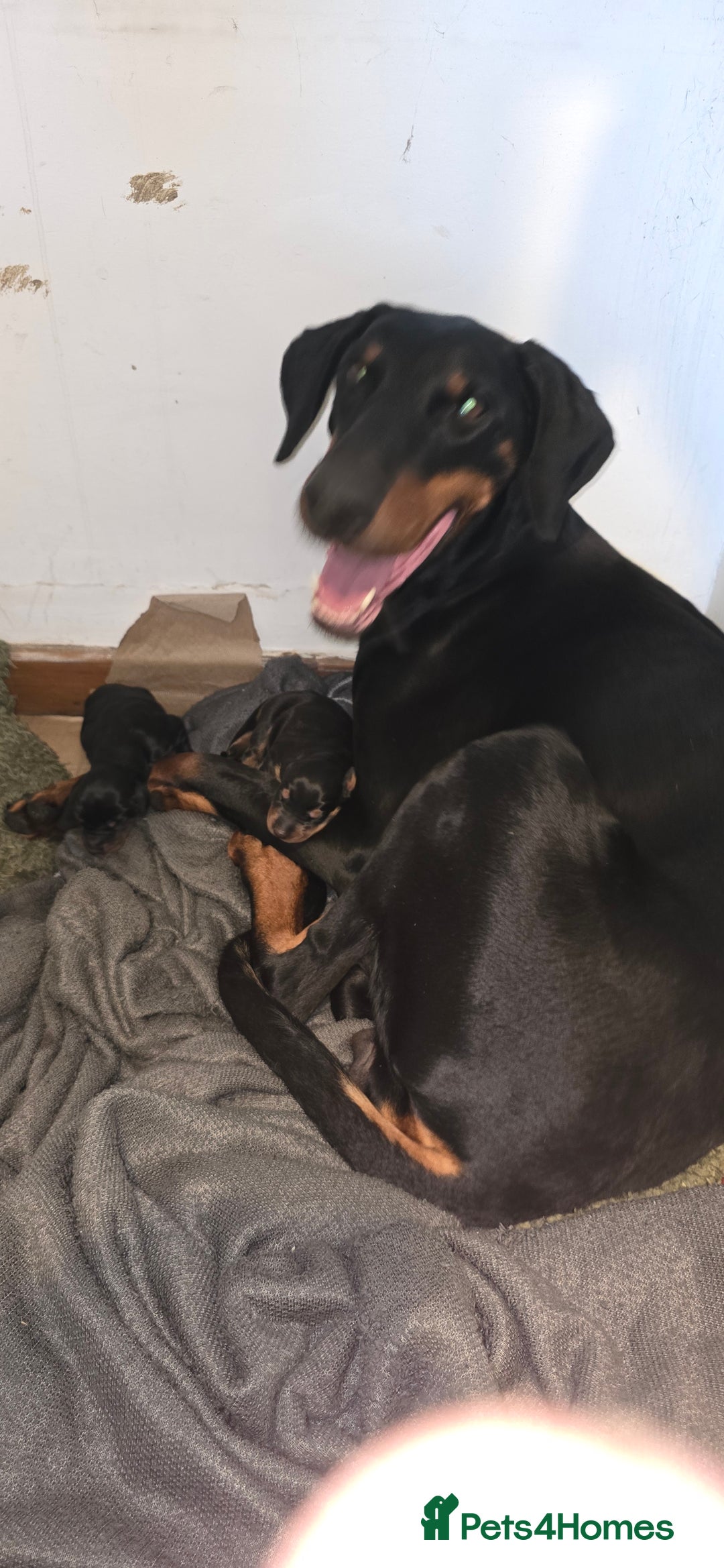 Dobermann dogs for sale: Doberman Pups - Image 1
