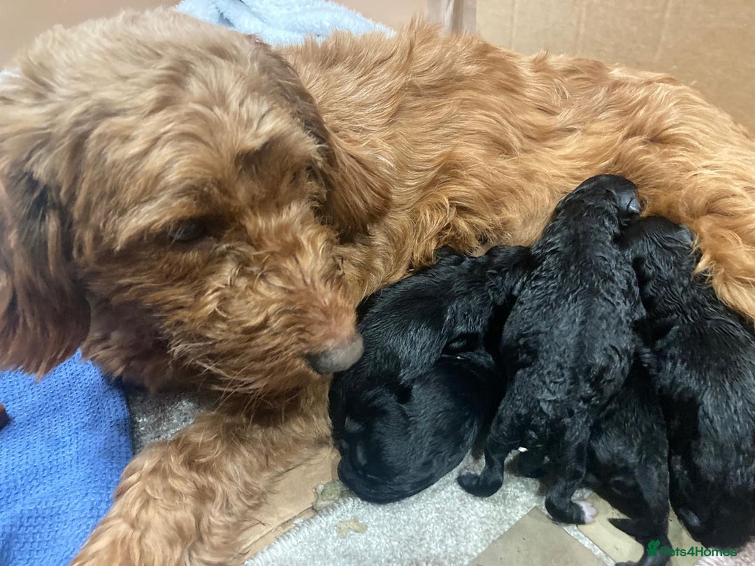 Cockapoo dogs for sale: Cockapoo Puppies - Advert 7