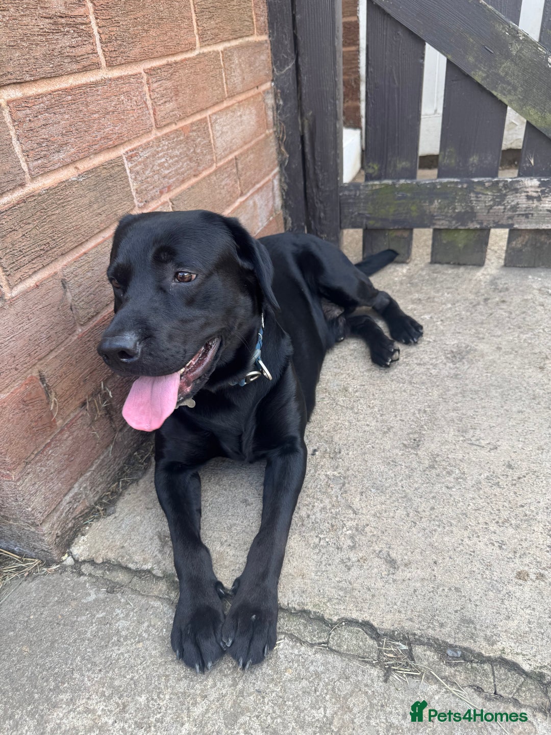 Chorkie dogs for sale: Male black lab 2 year old  - Advert 3