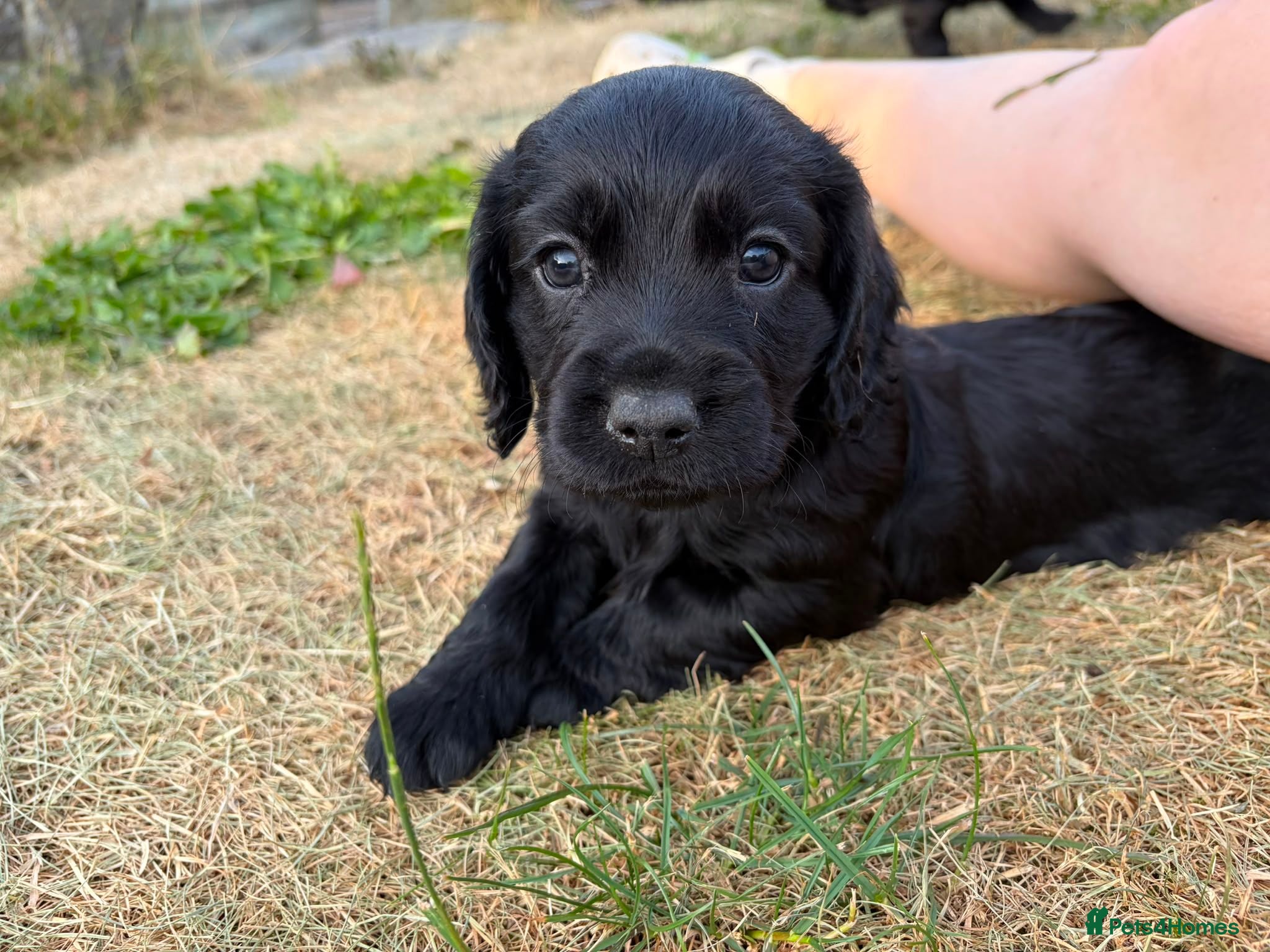 Cocker Spaniel dogs Cocker pups - Advert 1