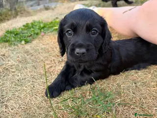 Cocker Spaniel dogs Cocker pups - Advert 1