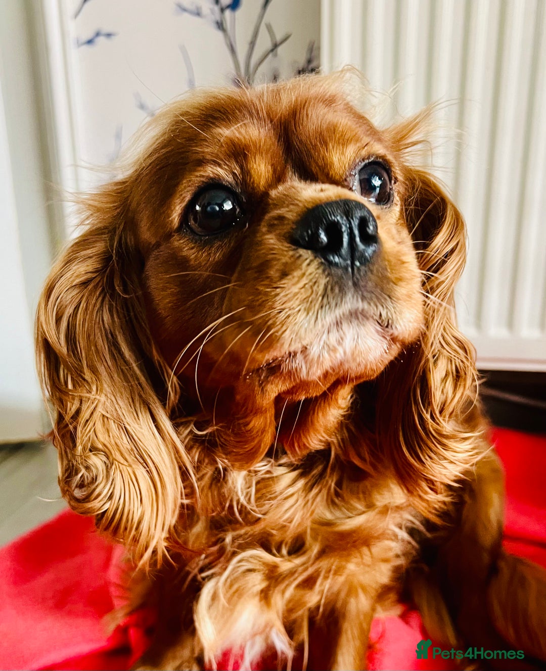 Cavapoo dogs for sale: Outstanding Red F1 cavapoo puppies H/C DNA CLEAR - Image 14