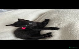 Bengal cats for sale: Pedigree bengal kittens available from 18/11/2025 - Advert 11