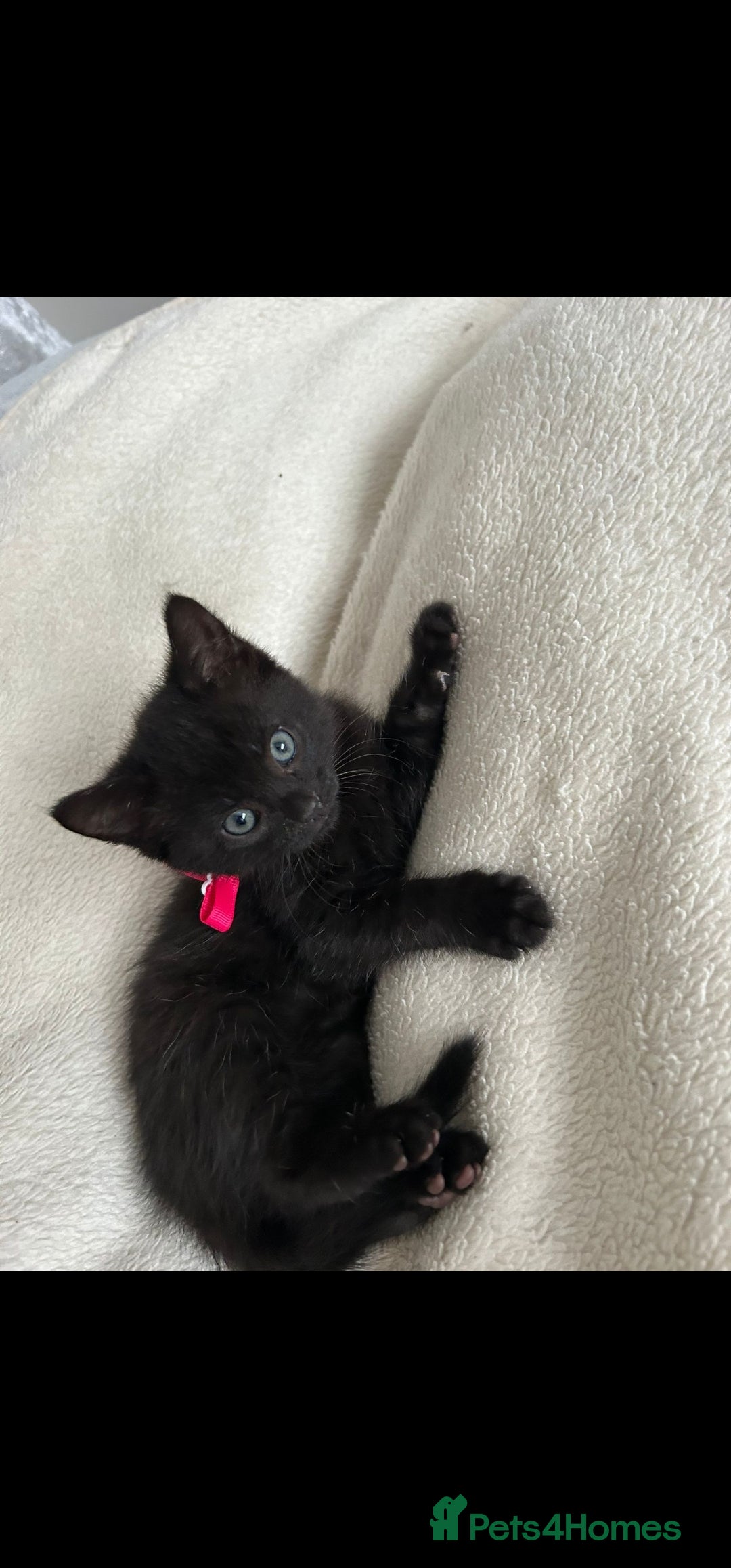 Bengal cats for sale: Pedigree bengal kittens available from 18/11/2025 - Advert 11