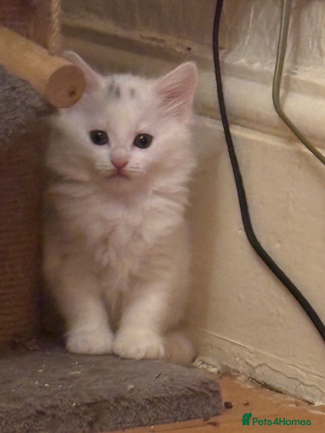 Mixed Breed cats for sale: 7 white kittens READY ASAP - Advert 26