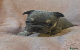 French Bulldog dogs for sale: Beautiful French Bulldog Puppies - Image 15