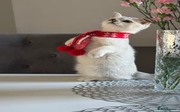 Scottish Fold cats for sale: Scottish Straight Boy - Image 8