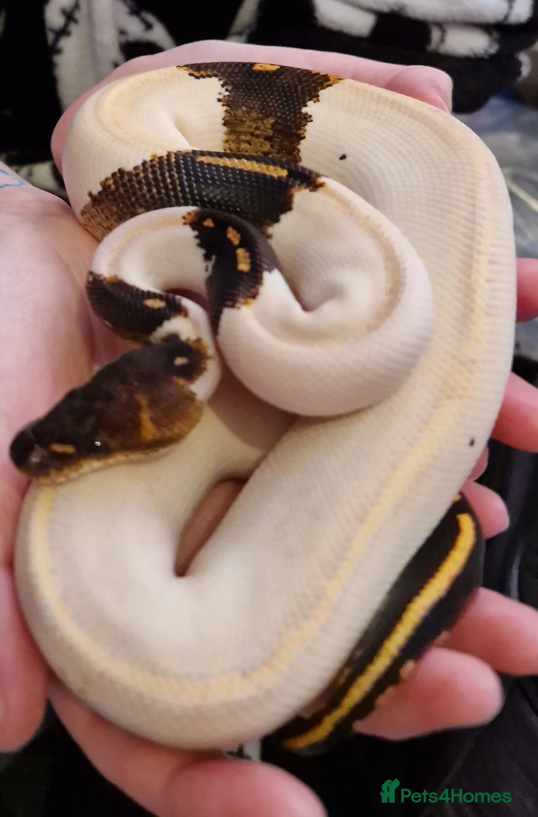 Python Snake reptiles for sale: Blackhead Ivory Paradox (super goblin) Ball Python - Advert 5