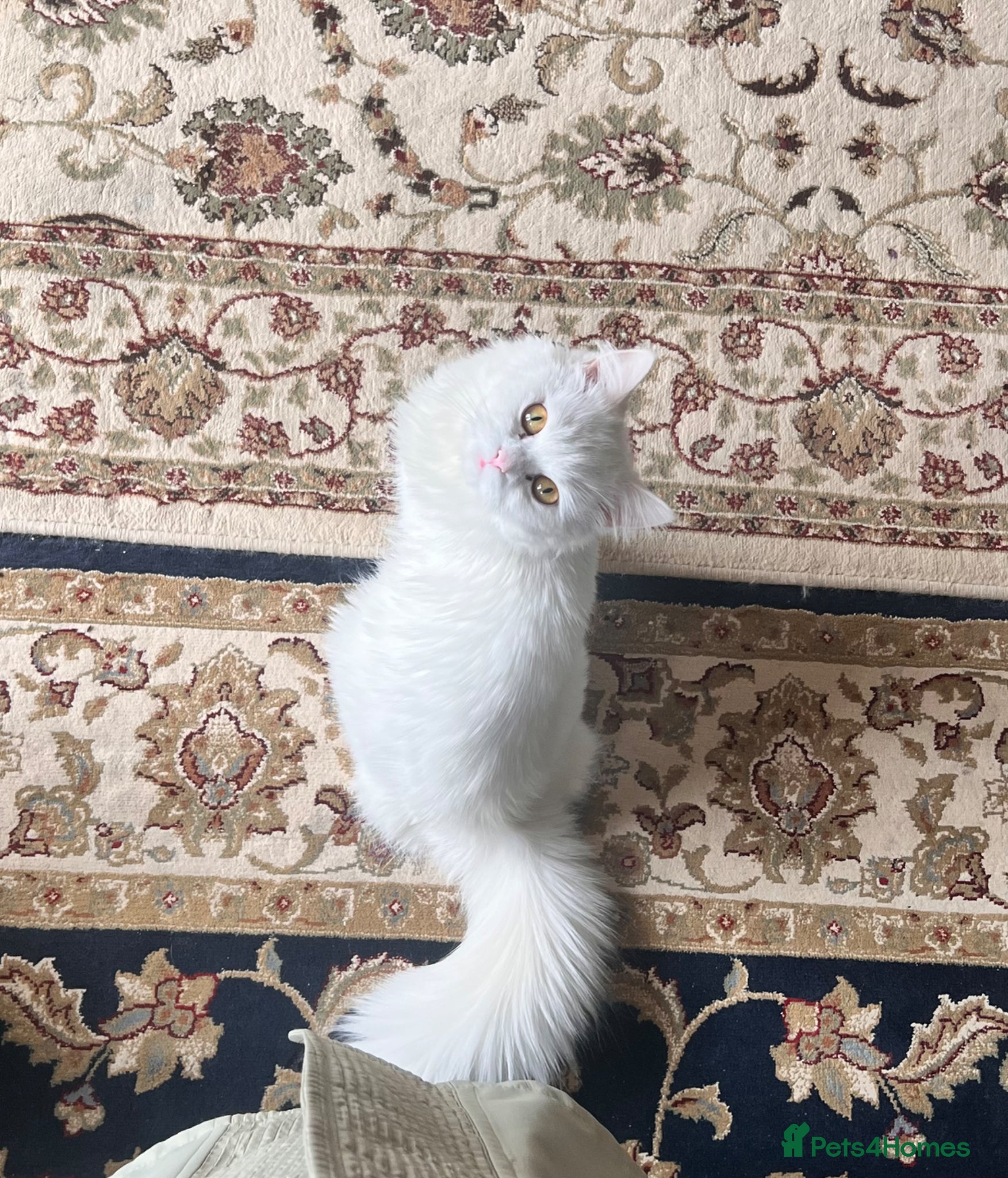 Persian cats Persian white cat with 5 kittens  - Advert 16