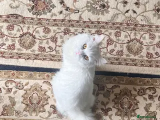 Persian cats Persian white cat with 5 kittens - Advert 16