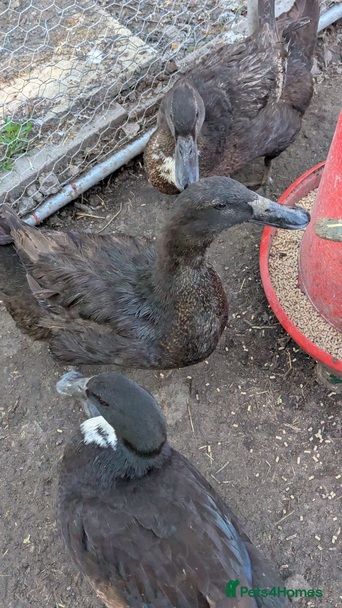 Ducks poultry 2 female ducks and 1 male looking for a home  - Advert 13