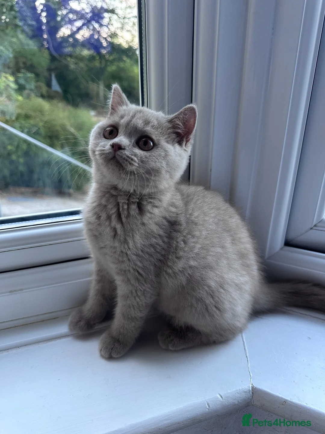 British Shorthair cats for sale: READY: Stunning British shorthair kitten Fawn girl - Advert 2