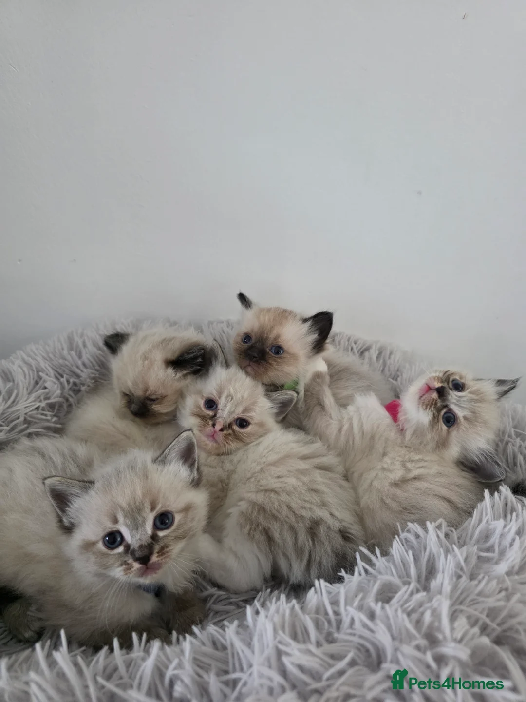 Ragdoll cats for sale: Gorgeous Ragdoll Kittens - Advert 12