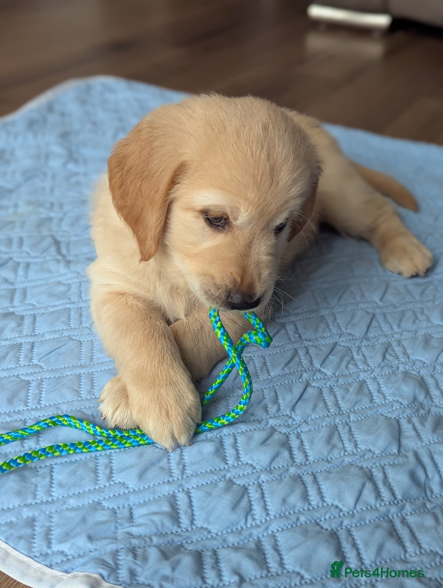 Golden Retriever dogs Beautiful golden retriever puppies for sale - Advert 1