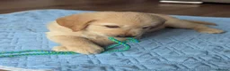 Golden Retriever dogs for sale: Beautiful golden retriever puppies for sale - Advert 1