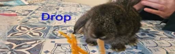 Mini Lop rabbits for sale: Baby Bunnies - very tame! - Advert 4