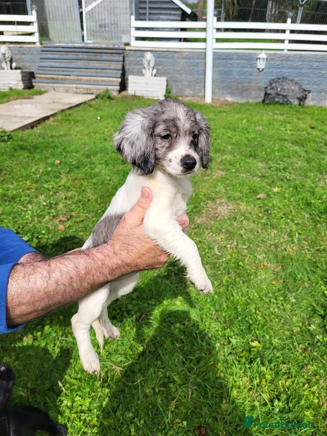 Cocker Spaniel dogs for sale: Beautiful Cocker Spaniel puppies in Llanelli - Advert 2