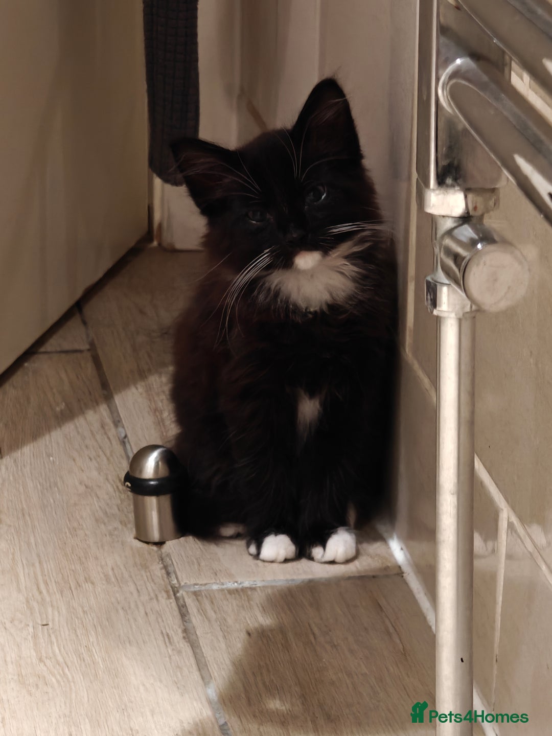 Domestic Shorthair cats for sale: Loving kittens - Image 11