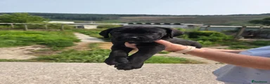 Cane Corso 3