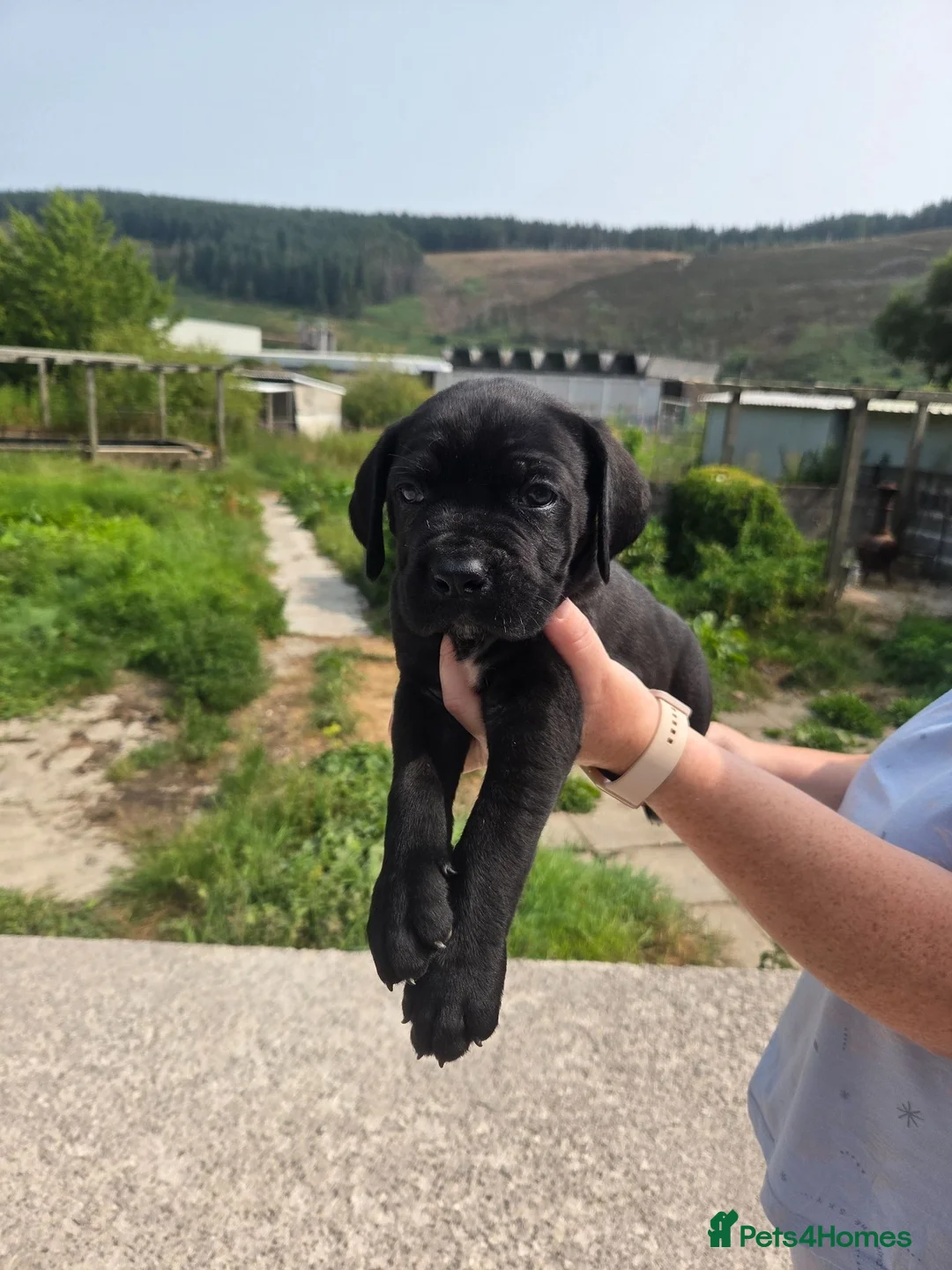 Cane Corso dogs for sale: Pure Bred Cane Corso Pups - Advert 2