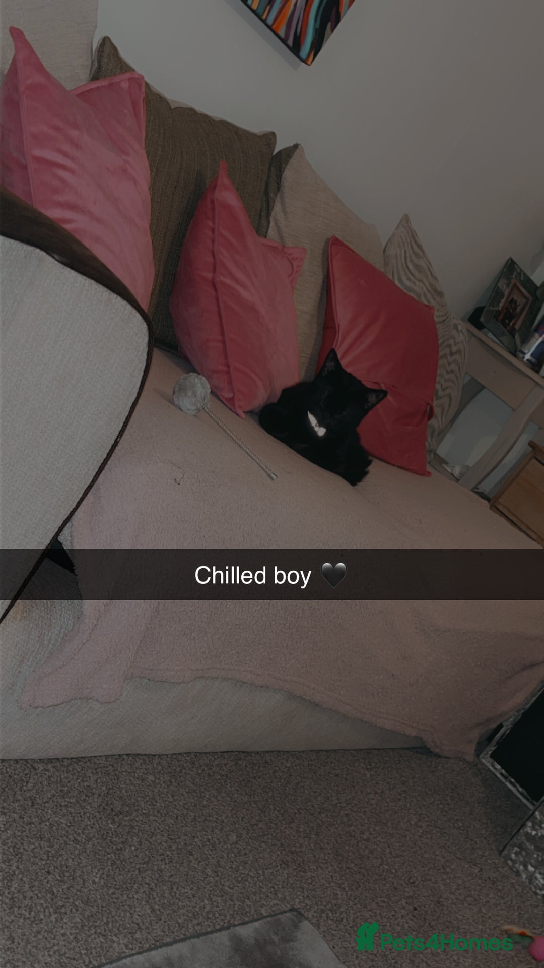 Bombay cats for sale: Black cat - Image 3