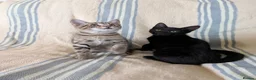 Bengal cats for sale: Friendly Adorable Bengal kittens  - Advert 6