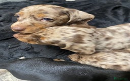 Miniature Dachshund dogs for sale: Miniature Dachshund 🌟4 BOYS🌟 - Image 8