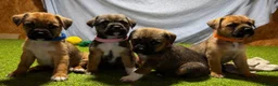Mixed Breed dogs for sale: Border Lakeland Puppies in Wakefield - Advert 9