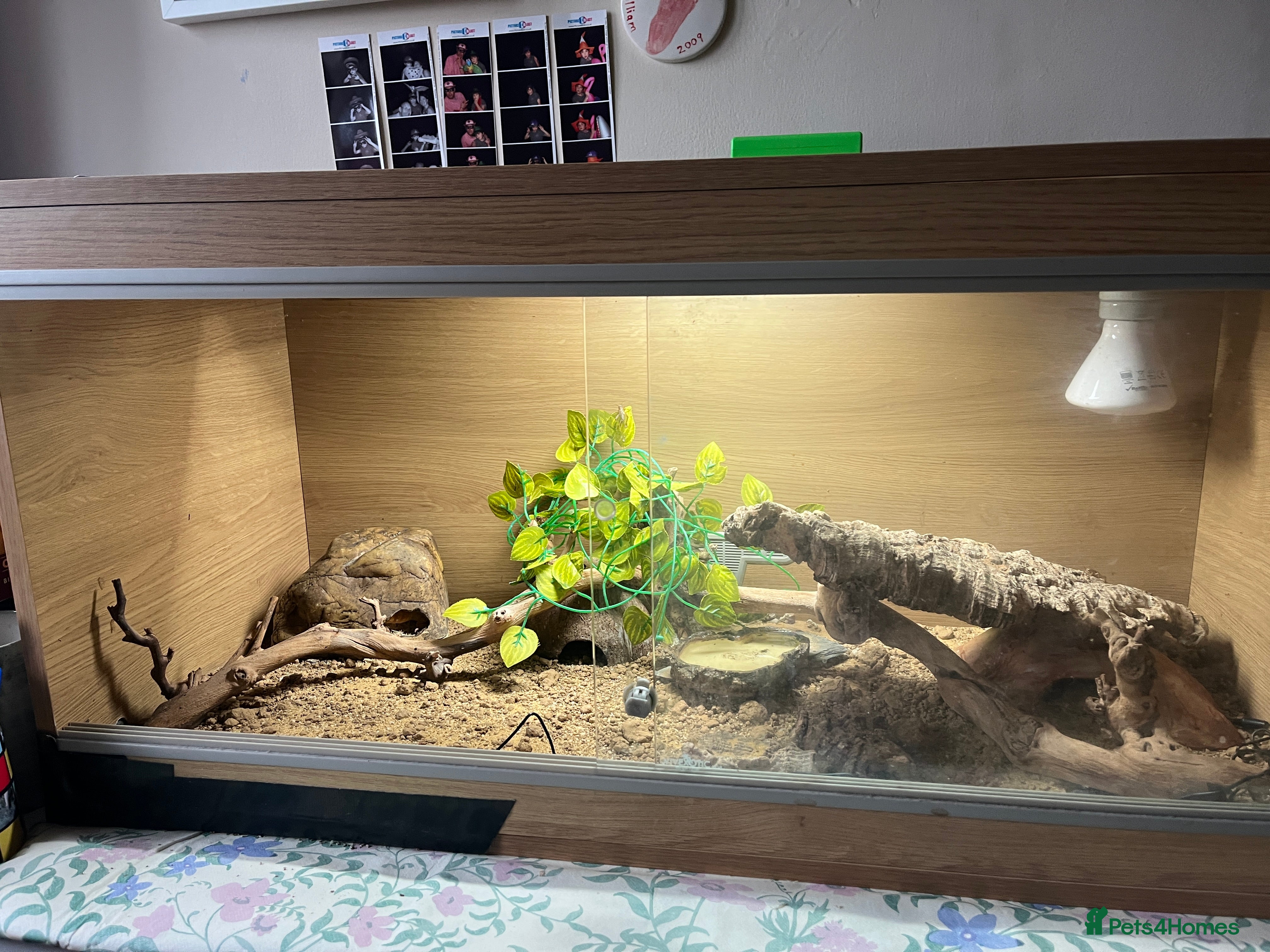 Leopard Gecko reptiles Leopard Gecko in Maidenhead - Advert 1