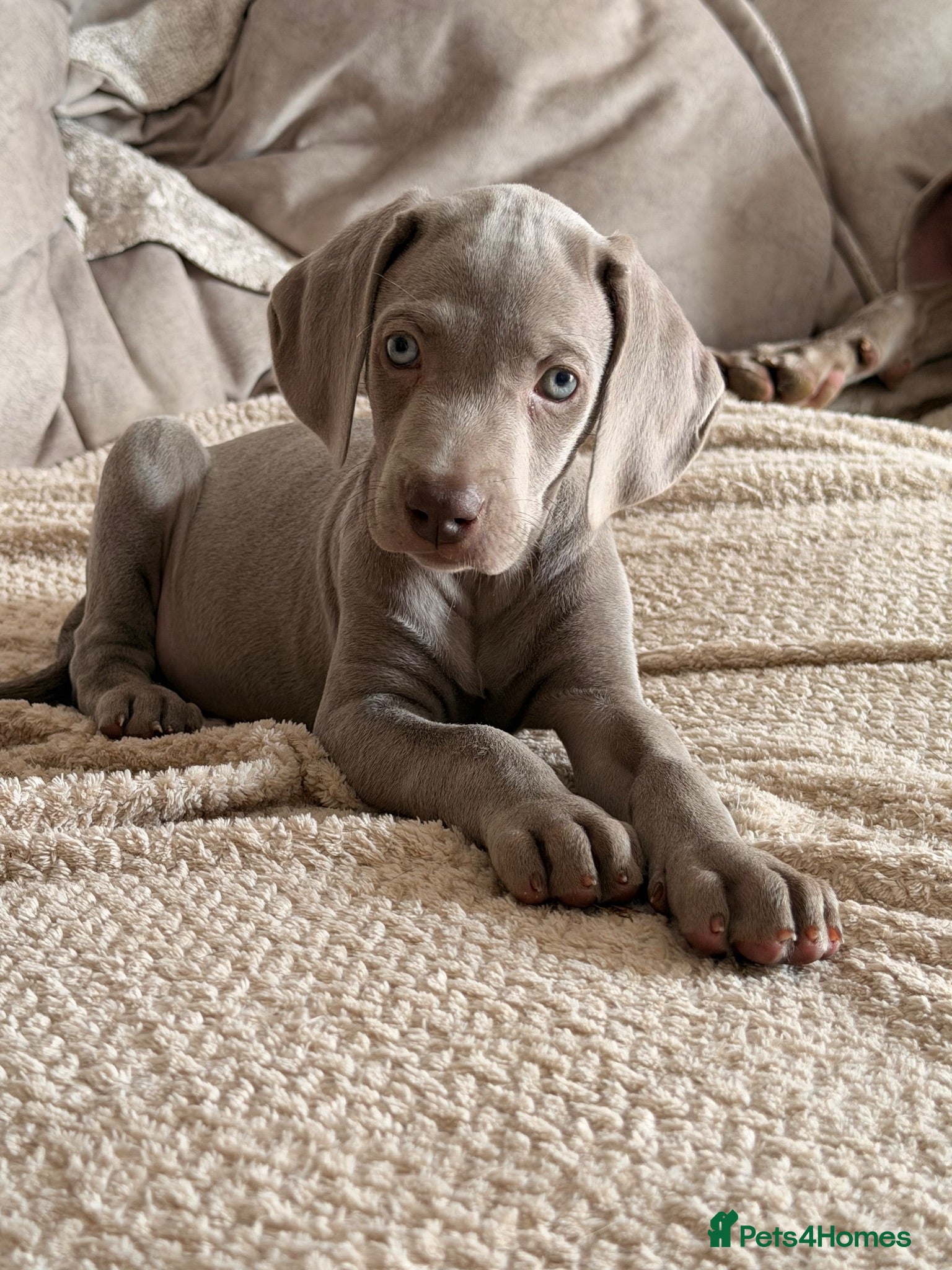 Weimaraner dogs Beautiful KC reg Weimaraner’s forever homes req - Advert 1