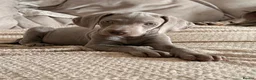 Weimaraner dogs for sale: Beautiful KC reg Weimaraner’s forever homes req - Advert 1