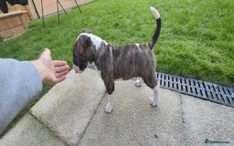 English Bull Terrier dogs for sale: KCRegistered English Bull Terrier Puppies–Top Line - Image 22