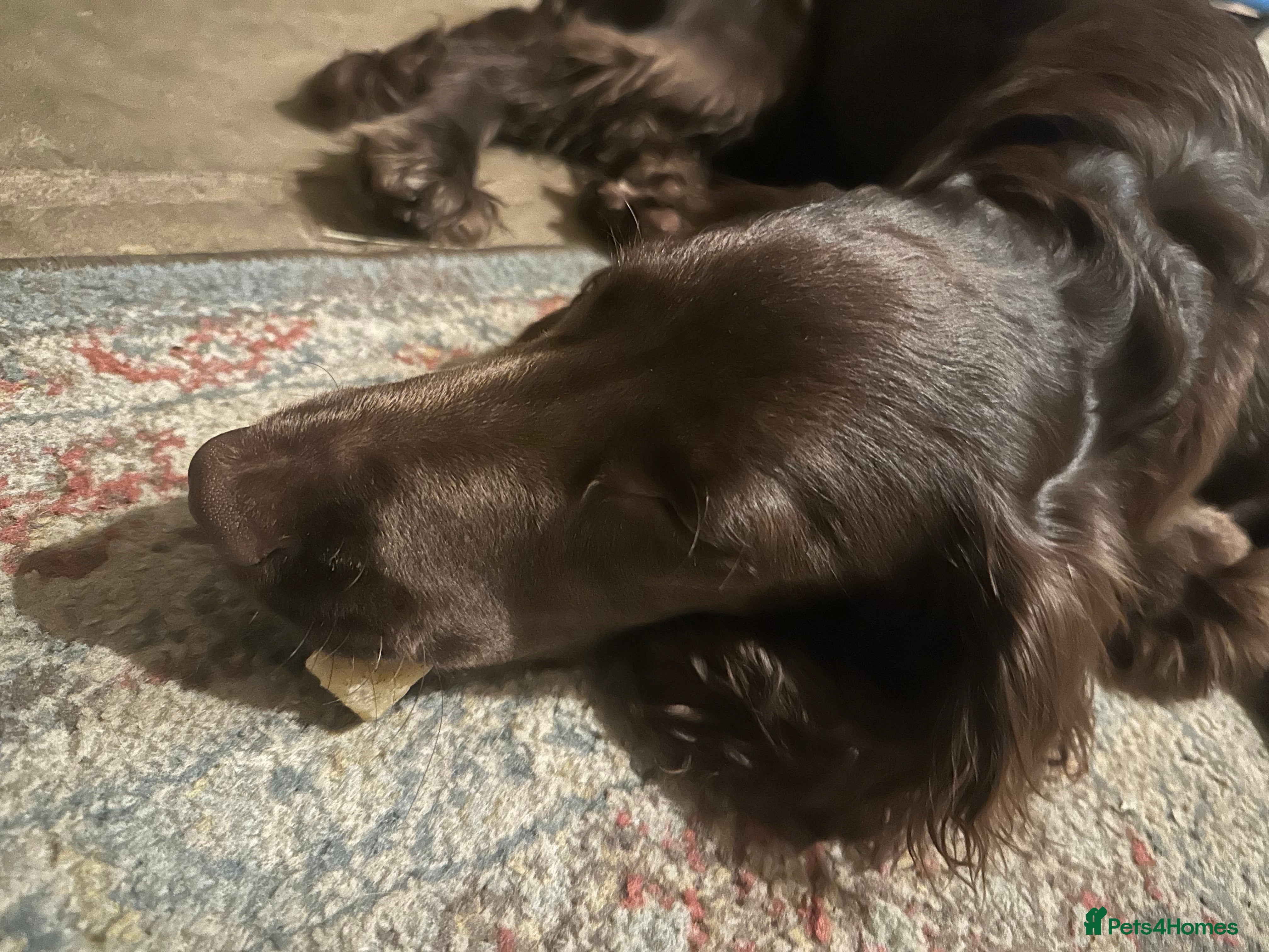 Field Spaniel dogs Male Field Spaniel - 6 months old - Advert 5