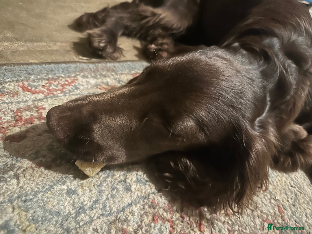 Field Spaniel dogs for sale: Male Field Spaniel - 6 months old - Advert 1