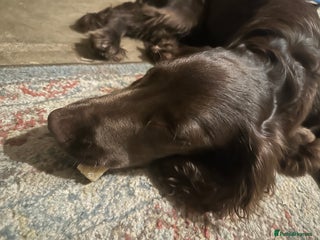 Field Spaniel dogs Male Field Spaniel - 6 months old - Advert 1