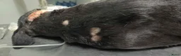 Mixed Breed dogs for adoption: Lucie - Advert 9