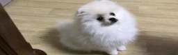 Pomeranian dogs for sale: White/cream Pomeranian puppies  - Advert 8