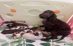 Cocker Spaniel dogs for sale: KC Show Cockers - 1 Girl , 3 Boys remaining! - Image 28