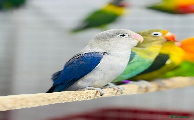 Lovebirds birds Fisher love birds  - Advert 1