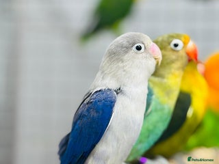 Lovebirds birds Fisher love birds - Advert 4