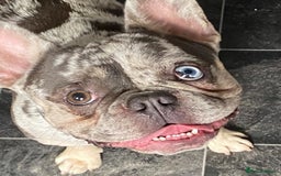 French Bulldog dogs for stud: 💎Blue & Tan 🤎 Merle French bulldog stud 🧬🔥 in Manchester - Image 13