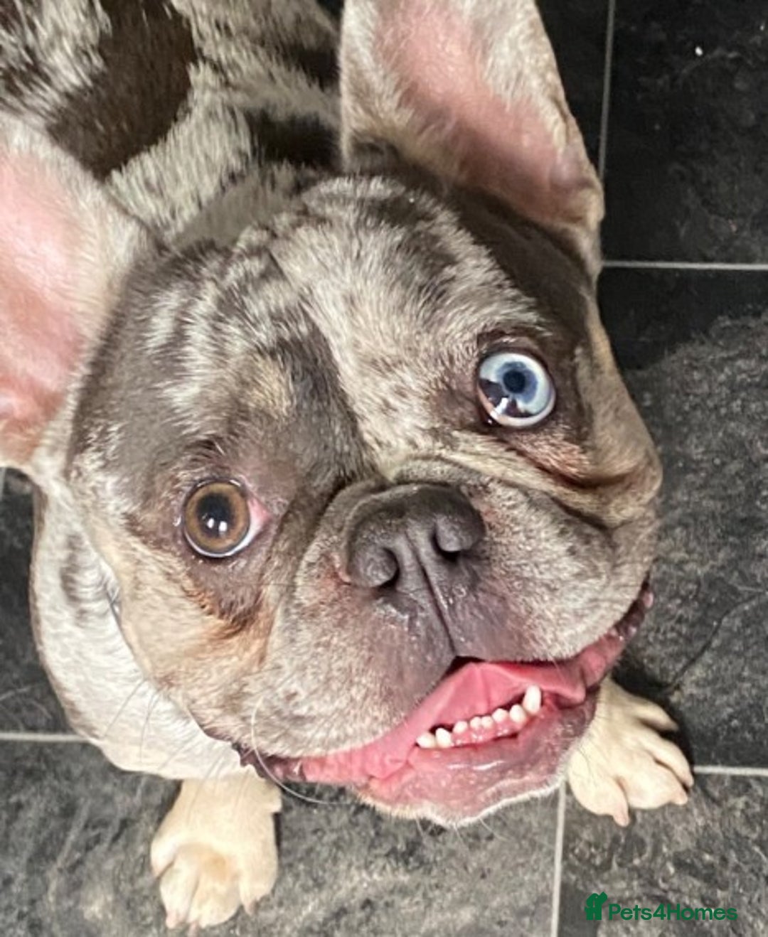 French Bulldog dogs for stud: 💎Blue & Tan 🤎 Merle French bulldog stud 🧬🔥 in Manchester - Image 13